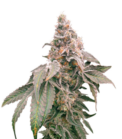 Сорт Mimosa Shot fem (Herbies Seeds) Сорт Mimosa Shot fem (Herbies Seeds)