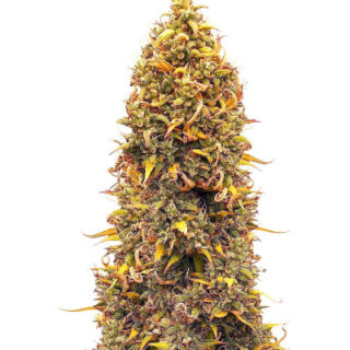 Сорт Orange Buddy Auto fem (Herbies Seeds) Сорт Orange Buddy Auto fem (Herbies Seeds)