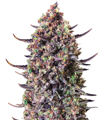 Сорт Punch Gelato #33 Auto fem (Cali Buds Seeds) Сорт Punch Gelato #33 Auto fem (Cali Buds Seeds)