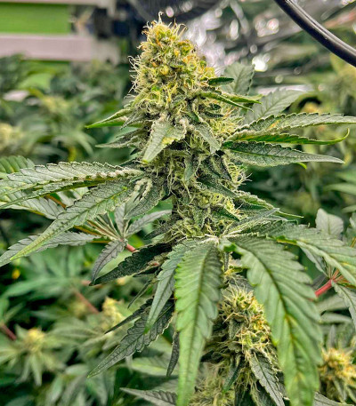 Сорт Purple Punch X Lemon Drizzle fem (Barney's Farm) Сорт Purple Punch X Lemon Drizzle fem (Barney's Farm) — изображение 4