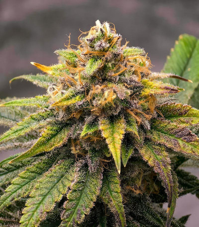 Сорт Purple Punch X Lemon Drizzle fem (Barney's Farm) Сорт Purple Punch X Lemon Drizzle fem (Barney's Farm) — изображение 5
