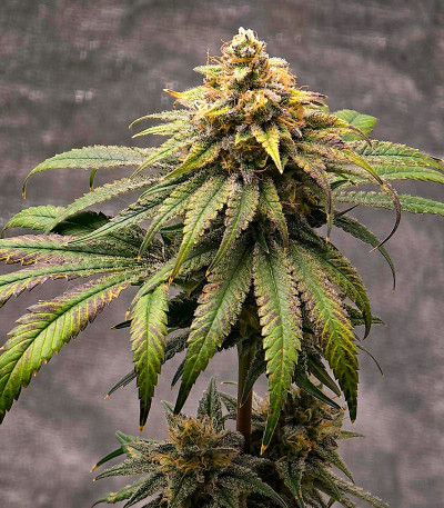 Сорт Purple Punch X Lemon Drizzle fem (Barney's Farm) Сорт Purple Punch X Lemon Drizzle fem (Barney's Farm) — изображение 3