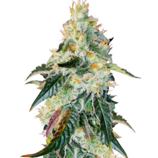 Сорт Purple Punch X Lemon Drizzle fem (Barney's Farm)
