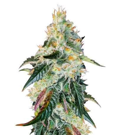 Сорт Purple Punch X Lemon Drizzle fem (Barney's Farm) Сорт Purple Punch X Lemon Drizzle fem (Barney's Farm)