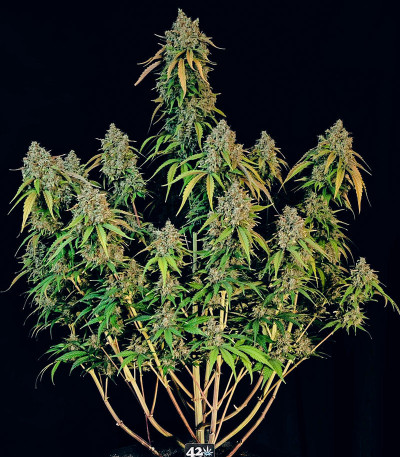 Сорт Papaya Cookies Auto fem (FastBuds) Сорт Papaya Cookies Auto fem (FastBuds) — изображение 6