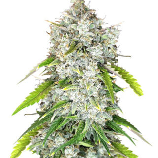 Сорт Papaya Cookies Auto fem (FastBuds)