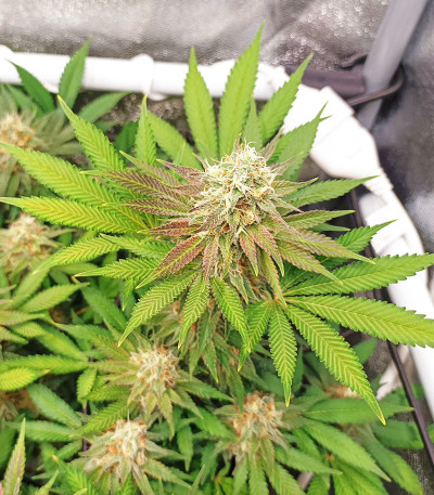 Сорт Punch Gelato #33 Auto fem (Cali Buds Seeds) Сорт Punch Gelato #33 Auto fem (Cali Buds Seeds) — изображение 3