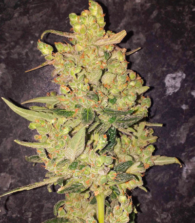 Сорт Punch Gelato #33 Auto fem (Cali Buds Seeds) Сорт Punch Gelato #33 Auto fem (Cali Buds Seeds) — изображение 4