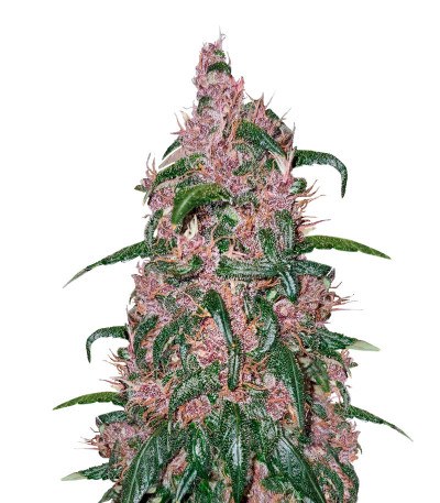 Сорт Auto Mix Pack #1 fem (Herbies Seeds) Сорт Auto Mix Pack #1 fem (Herbies Seeds) — изображение 6