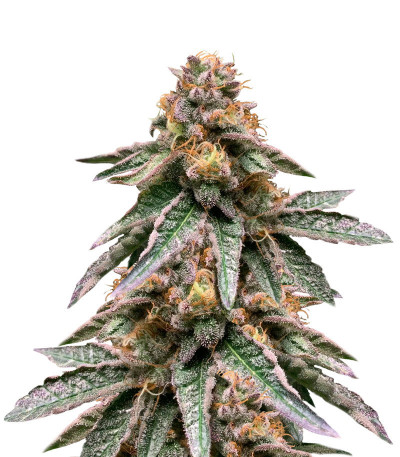 Сорт Fem Mix Pack #1 fem (Herbies Seeds) Сорт Fem Mix Pack #1 fem (Herbies Seeds) — изображение 4