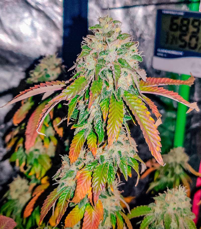 Сорт San Bacio Burger fem (Advanced Seeds) Сорт San Bacio Burger fem (Advanced Seeds) — изображение 5
