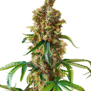 Сорт San Bacio Burger fem (Advanced Seeds) Сорт San Bacio Burger fem (Advanced Seeds)