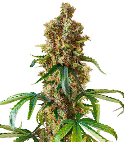 Сорт San Bacio Burger fem (Advanced Seeds) Сорт San Bacio Burger fem (Advanced Seeds)