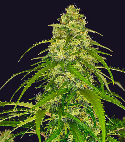 Сорт Sour Jealousy Auto fem (FastBuds) Сорт Sour Jealousy Auto fem (FastBuds) — изображение 4
