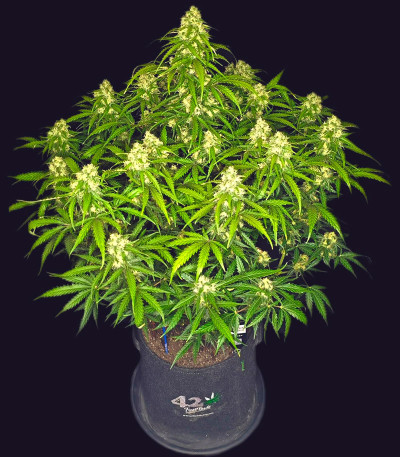Сорт Sour Jealousy Auto fem (FastBuds) Сорт Sour Jealousy Auto fem (FastBuds) — изображение 5
