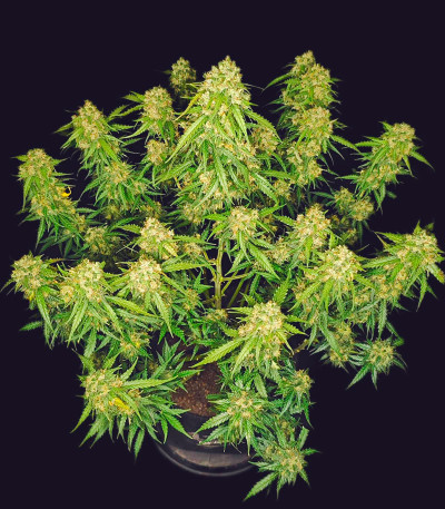 Сорт Sour Jealousy Auto fem (FastBuds) Сорт Sour Jealousy Auto fem (FastBuds) — изображение 3