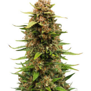 Сорт Sour Jealousy Auto fem (FastBuds)