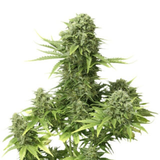 Сорт StarRyder auto fem (Dutch Passion) Сорт StarRyder auto fem (Dutch Passion)