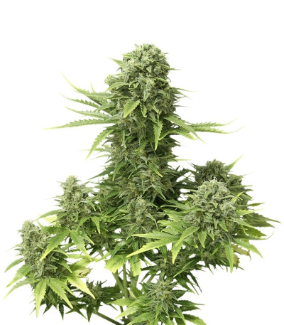 Сорт StarRyder auto fem (Dutch Passion) Сорт StarRyder auto fem (Dutch Passion)