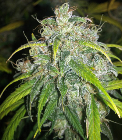 Сорт StarRyder auto fem (Dutch Passion) Сорт StarRyder auto fem (Dutch Passion) — изображение 7