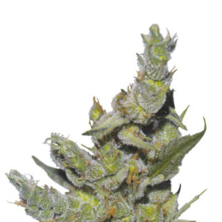 Сорт Sterling Haze fem (Nirvana Seeds) Сорт Sterling Haze fem (Nirvana Seeds)