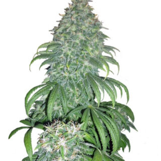 Сорт Super Bud fem (GHS) Сорт Super Bud fem (GHS)