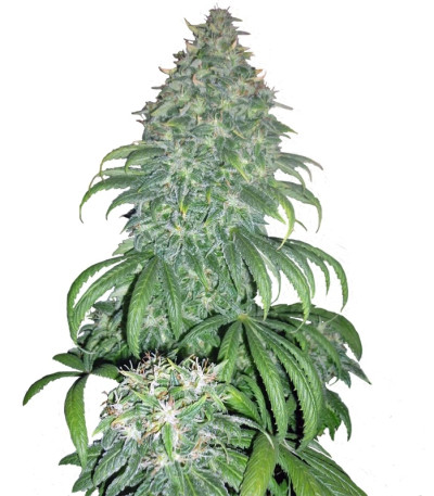 Сорт Super Bud fem (GHS) Сорт Super Bud fem (GHS)