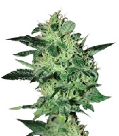 Сорт Super Critical fem (GHS) Сорт Super Critical fem (GHS)