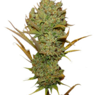Сорт Super Silver Haze fem (GHS)