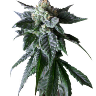 Сорт Sweet Mango Auto fem (GHS) Сорт Sweet Mango Auto fem (GHS)