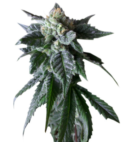Сорт Sweet Mango Auto fem (GHS) Сорт Sweet Mango Auto fem (GHS)