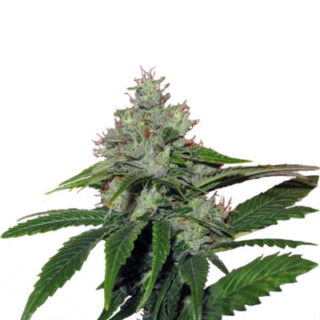 Сорт Train Wreck fem (GHS)