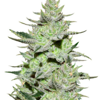 Сорт Unknown Kush (Desconocida Kush) fem (Delicious Seeds)