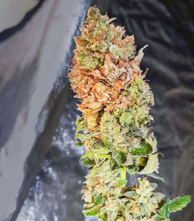Сорт Watermelon Zkittlez Auto fem (Barney's Farm) Сорт Watermelon Zkittlez Auto fem (Barney's Farm) — изображение 8