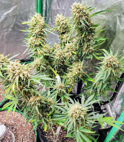 Сорт Watermelon Zkittlez Auto fem (Barney's Farm) Сорт Watermelon Zkittlez Auto fem (Barney's Farm) — изображение 5