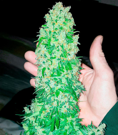 Сорт Watermelon Zkittlez Auto fem (Barney's Farm) Сорт Watermelon Zkittlez Auto fem (Barney's Farm) — изображение 6