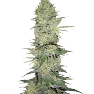 Сорт White Widow Automatic fem (Nirvana Seeds) Сорт White Widow Automatic fem (Nirvana Seeds)