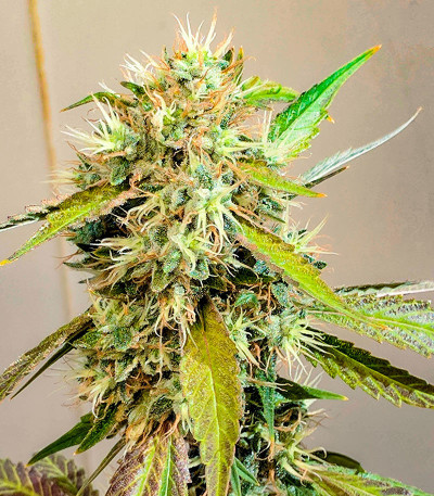 Сорт Za-Za OG fem (Herbies Seeds) Сорт Za-Za OG fem (Herbies Seeds) — изображение 7