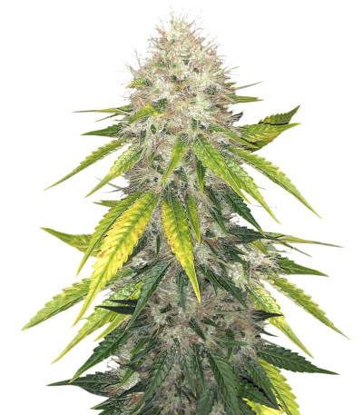 Сорт Za-Za OG fem (Herbies Seeds) Сорт Za-Za OG fem (Herbies Seeds)