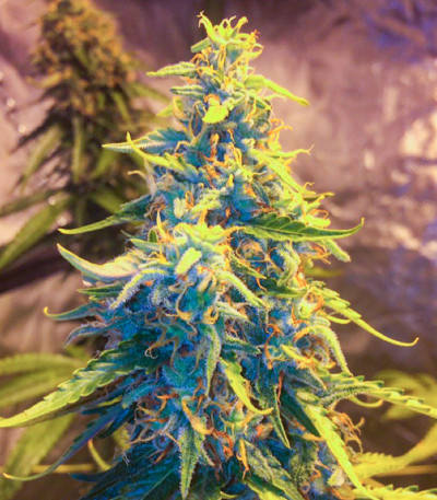 Сорт Alpha 21 fem (AlphaFem Seeds) Сорт Alpha 21 fem (AlphaFem Seeds) — изображение 3