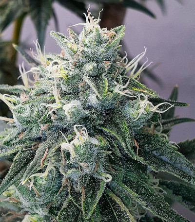 Сорт Alpha 21 fem (AlphaFem Seeds) Сорт Alpha 21 fem (AlphaFem Seeds) — изображение 4
