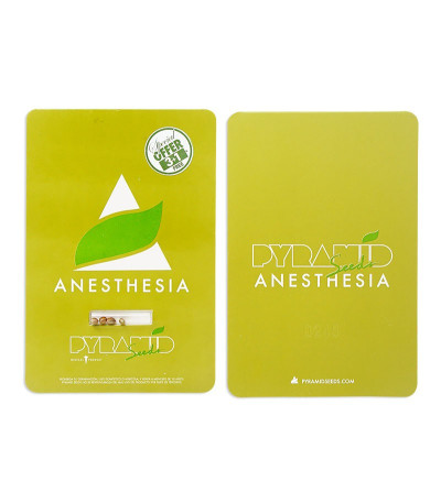 Сорт Anesthesia fem (Pyramid Seeds) Сорт Anesthesia fem (Pyramid Seeds) — изображение 2
