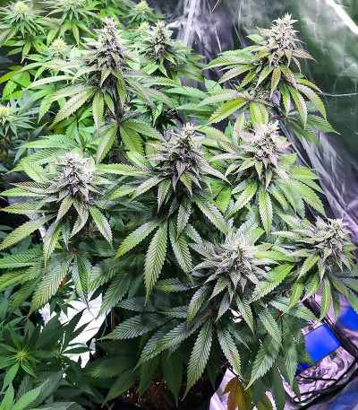 Сорт Bay Burger fem (Delicious Seeds) Сорт Bay Burger fem (Delicious Seeds) — изображение 4