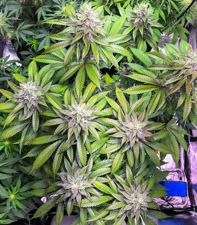 Сорт Bay Burger fem (Delicious Seeds) Сорт Bay Burger fem (Delicious Seeds) — изображение 3