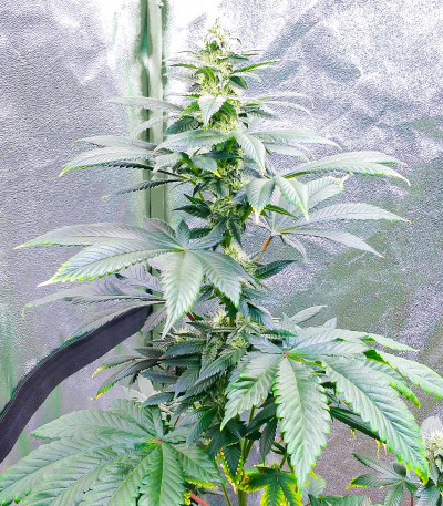 Сорт Bay Burger fem (Delicious Seeds) Сорт Bay Burger fem (Delicious Seeds) — изображение 5