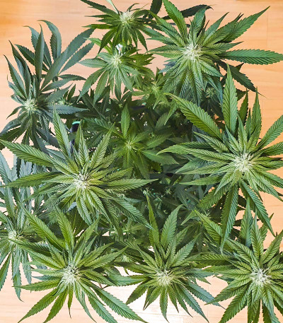 Сорт Bay Burger fem (Delicious Seeds) Сорт Bay Burger fem (Delicious Seeds) — изображение 6