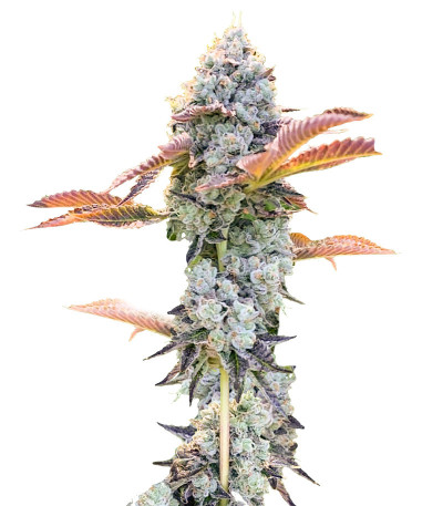 Сорт Bay Burger fem (Delicious Seeds) Сорт Bay Burger fem (Delicious Seeds)