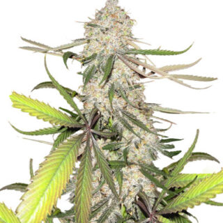 Сорт Blackberry Moonrocks fem (AlphaFem Seeds) Сорт Blackberry Moonrocks fem (AlphaFem Seeds)