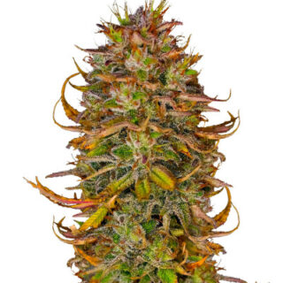 Сорт Blueberry OG fem (AlphaFem Seeds) Сорт Blueberry OG fem (AlphaFem Seeds)