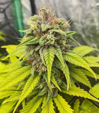 Сорт Bruce Banner # fem (AlphaFem Seeds) Сорт Bruce Banner # fem (AlphaFem Seeds) — изображение 3